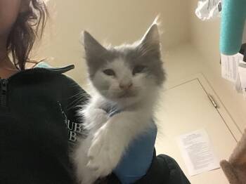 GREENBEAN -  Domestic Short Hair Cat for Adoption in Riverside, California - GREENBEAN | PetCurious