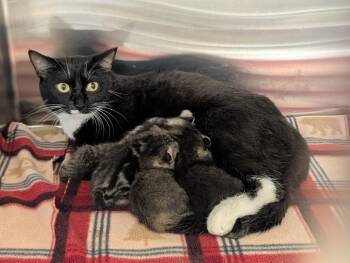 Toffee -  Domestic Short Hair Cat for Adoption in Havre, Montana - Toffee | PetCurious