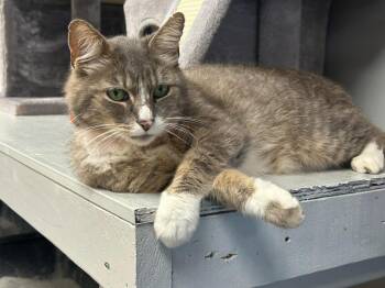 Sterling -  Domestic Short Hair Cat for Adoption in Momence, Illinois - Sterling | PetCurious