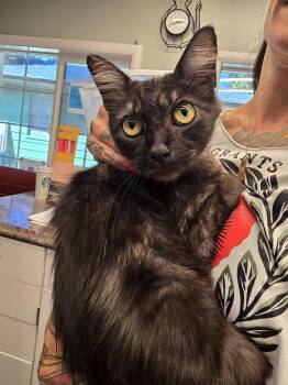 Marlena -  Domestic Medium Hair Cat for Adoption in Vancouver, Washington - Marlena | PetCurious