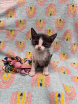 Rescue Domestic Short Hair Cats for Adoption in Las Vegas, Nevada - WALE | PetCurious