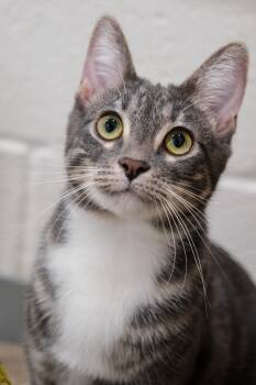 Rescue Domestic Short Hair Cats for Adoption in Newport Beach, California - Olive | PetCurious