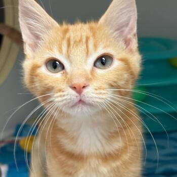 Quaid -  Domestic Short Hair Cat for Adoption in Cumming, Georgia - Quaid | PetCurious