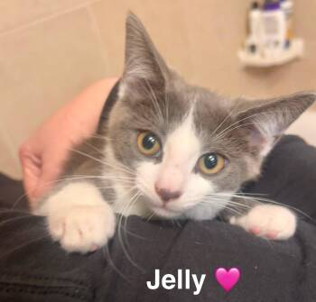 Rescue Domestic Medium Hair Cats for Adoption in Beckley, West Virginia - Jelly | PetCurious