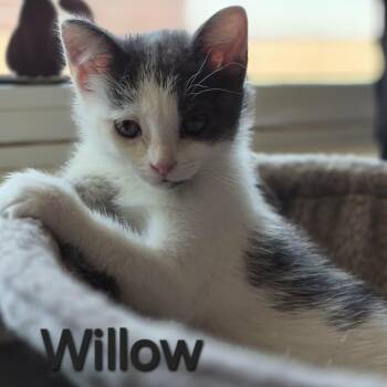 Willow - Gentle & Calm -  Domestic Short Hair Cat for Adoption in Hamilton, Ontario - Willow - Gentle & Calm | PetCurious