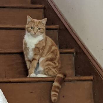 American Shorthair Cats Available for Adoption - Pumpkin | PetCurious