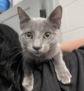Domestic Short Hair Cats Available for Adoption - Balloo | PetCurious