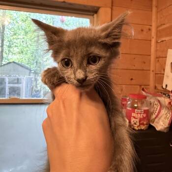 Tiny -  American Shorthair Cat for Adoption in Helena, Alabama - Tiny | PetCurious