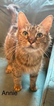 Domestic Medium Hair Cats Available for Adoption in The Woodlands, Texas - Annie | PetCurious
