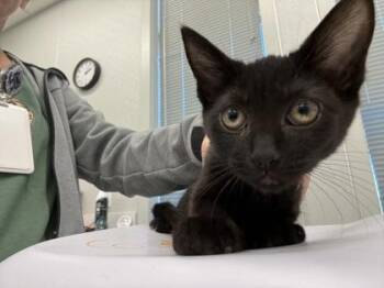 Tilly (Red) -  Domestic Short Hair Cat for Adoption in Lafayette, Indiana - Tilly (Red) | PetCurious