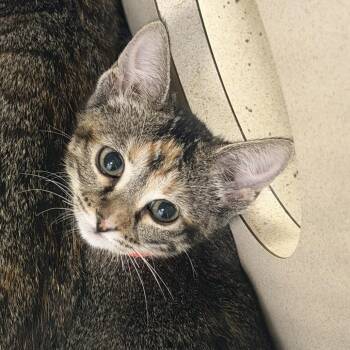 Anxiety (26-3C-4) -  Domestic Short Hair Cat for Adoption in Rifle, Colorado - Anxiety (26-3C-4) | PetCurious