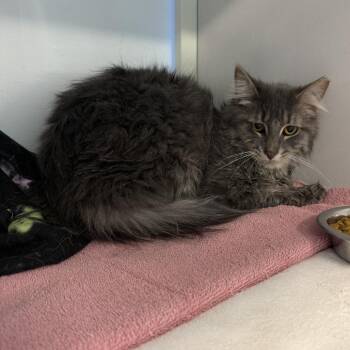 Domestic Long Hair Cats Available for Adoption - Misiu | PetCurious