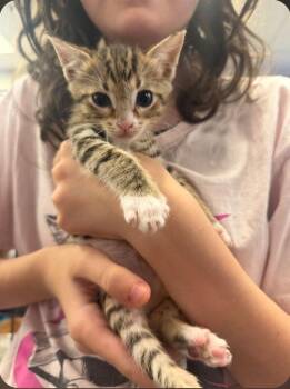 Cookie B -  Domestic Short Hair Cat for Adoption in San Jacinto, California - Cookie B | PetCurious