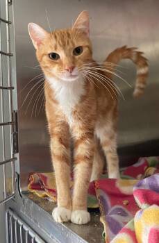 Anderson -  Domestic Short Hair Cat for Adoption in Cumming, Georgia - Anderson | PetCurious
