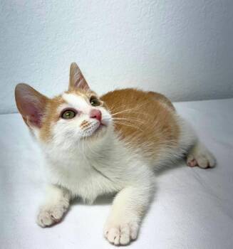 Creamsicle -  Domestic Short Hair Cat for Adoption in Pasco, Washington - Creamsicle | PetCurious
