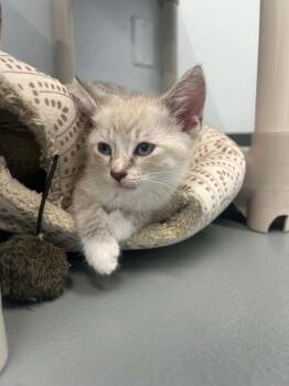 Calvin -  Siamese Cat for Adoption in Kalamazoo, Michigan - Calvin | PetCurious