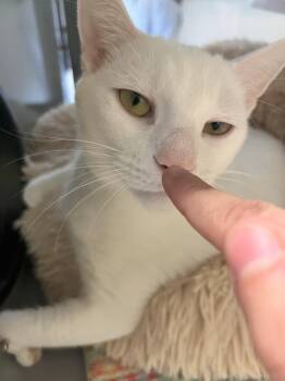 Rescue Domestic Short Hair Cats for Adoption in Peconic, New York - Glacier | PetCurious