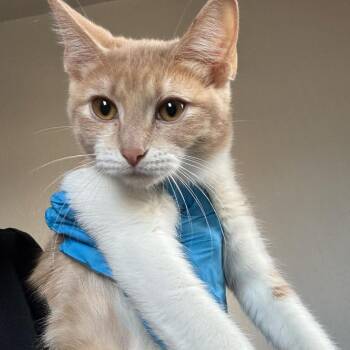 Priscilla -  Domestic Short Hair Cat for Adoption in Midland, Texas - Priscilla | PetCurious