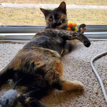 Rescue Domestic Short Hair Cats for Adoption - Erbie 0125 | PetCurious