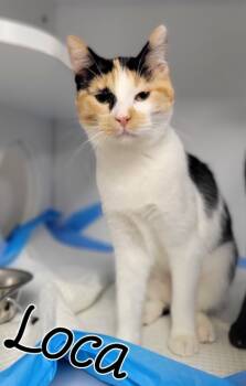 Rescue Domestic Short Hair Cats for Adoption in Houston, Texas - Una | PetCurious