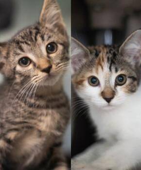 Dudley Doright & Daisey (Bonded Pair) -  Domestic Short Hair Cat for Adoption in Encinitas, California - Dudley Doright & Daisey (Bonded Pair) | PetCurious