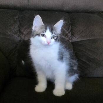N-Rizzo -  Domestic Short Hair Cat for Adoption in Arizona City, Arizona - N-Rizzo | PetCurious