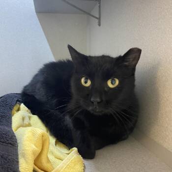 Domestic Short Hair Cats Available for Adoption - Lune | PetCurious