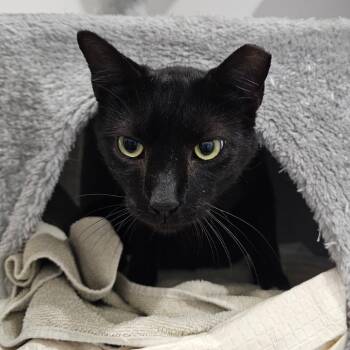 Pettzee -  Domestic Short Hair Cat Available for Adoption in Boston, Massachusetts - Pettzee | PetCurious