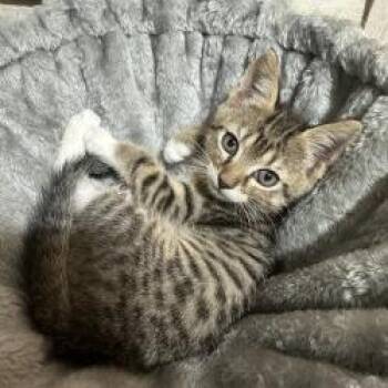 Charlie (Hypnos) -  Domestic Short Hair Cat for Adoption in Sarasota, Florida - Charlie (Hypnos) | PetCurious
