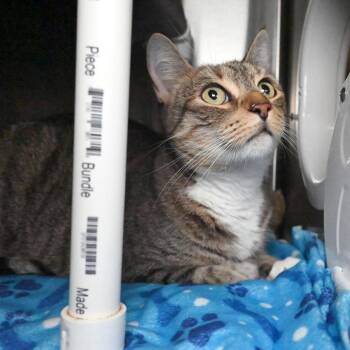 Freya -  American Shorthair Cat for Adoption in West Palm Beach, Florida - Freya | PetCurious