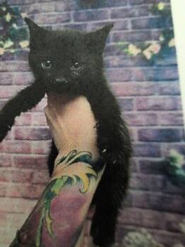 Stronghold -  Domestic Short Hair Cat for Adoption in Parker, Colorado - Stronghold | PetCurious