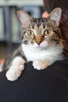 Loafy -  Domestic Short Hair Cat for Adoption in Grand Rapids, Michigan - Loafy | PetCurious