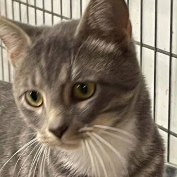 Sir Phant-ohm -  Domestic Medium Hair Cat for Adoption in Inwood, West Virginia - Sir Phant-ohm | PetCurious