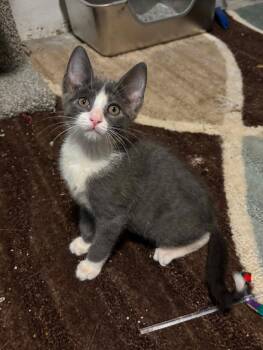 Felix C -  Domestic Medium Hair Cat for Adoption in Parker, Colorado - Felix C | PetCurious