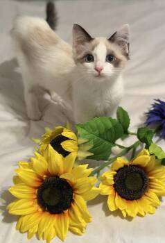 Dusty (female) -  Snowshoe and Domestic Medium Hair Cat for Adoption in Little Rock, Arkansas - Dusty (female) | PetCurious