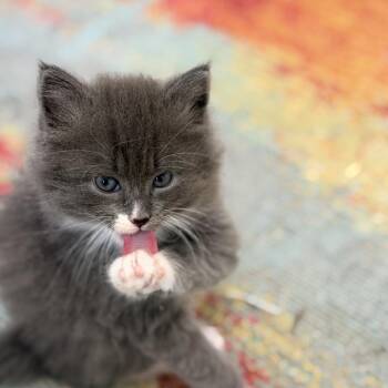 Domestic Long Hair Cats Available for Adoption in Mebane, North Carolina - Cassiopeia | PetCurious