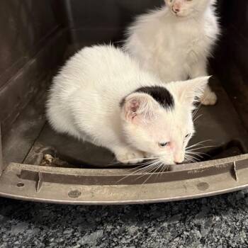 White Kitten Three -  Domestic Short Hair Cat for Adoption in Ferndale, Washington - White Kitten Three | PetCurious