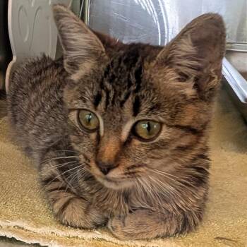 Skabatha -  Domestic Short Hair Cat for Adoption in Asheville, North Carolina - Skabatha | PetCurious