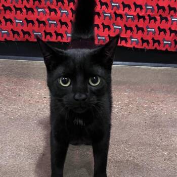 Domestic Short Hair Cats Available for Adoption in Washburn, Missouri - Stella | PetCurious