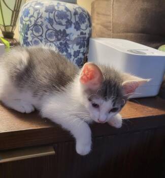 Slyvia -  Domestic Short Hair Cat for Adoption in Parkville, Maryland - Slyvia | PetCurious