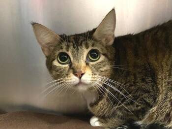 Bubblegum -  Domestic Short Hair Cat for Adoption in Portland, Oregon - Bubblegum | PetCurious