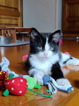 Domestic Short Hair Cats Available for Adoption - **Cat Cafe** Cressida Cowper | PetCurious