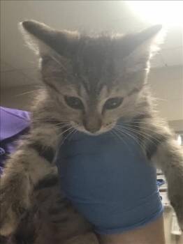 Domestic Short Hair Cats Available for Adoption in Conroe, Texas - A428512 | PetCurious