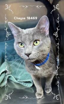 Domestic Short Hair Cats Available for Adoption in Marietta, Georgia - CHAYSE | PetCurious