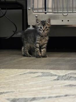 Parrot -  Domestic Short Hair Cat Available for Adoption in Metter, Georgia - Parrot | PetCurious
