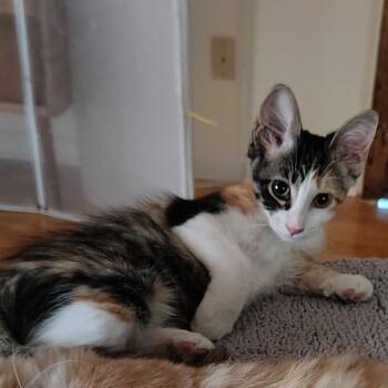 Madame Mayor -  Domestic Medium Hair Cat for Adoption in Carencro, Louisiana - Madame Mayor | PetCurious