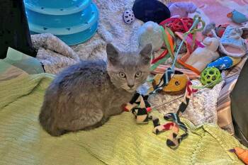 Pita -  Domestic Short Hair Cat for Adoption in Morgantown, West Virginia - Pita | PetCurious