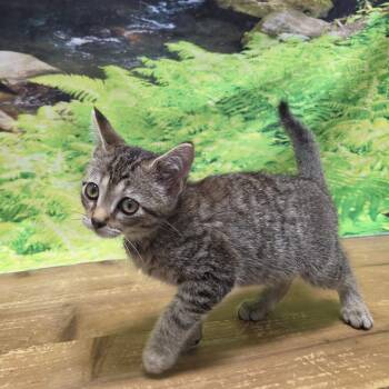 Juliette -  Domestic Short Hair Cat for Adoption in Normal, Illinois - Juliette | PetCurious
