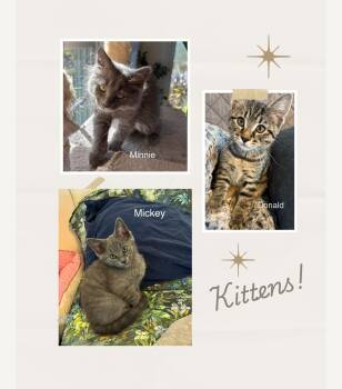Rescue Domestic Short Hair Cats for Adoption in Laurel, Maryland - Mickey, Minnie, & Donald | PetCurious