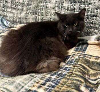 PANDA -  Domestic Long Hair Cat Available for Adoption in Bolivia, North Carolina - PANDA | PetCurious